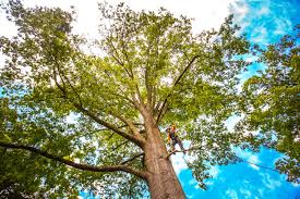 Best Tree and Shrub Care  in Johnson City, TN