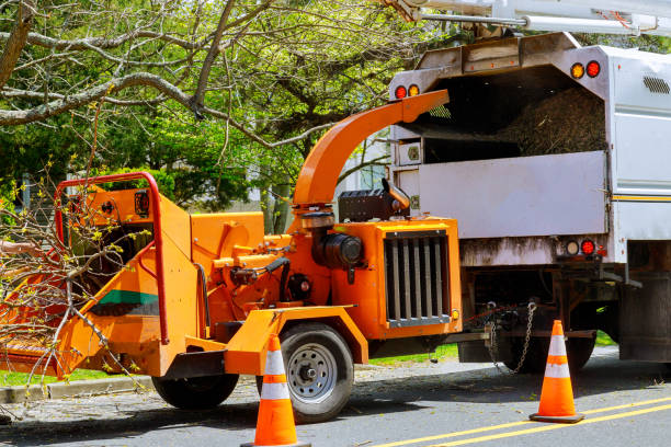 Reliable Johnson City, TN  Tree Services Solutions