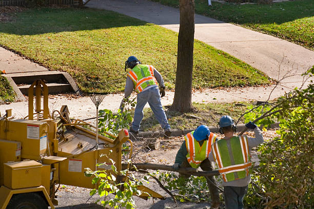 Best Lawn Edging Services  in Johnson City, TN