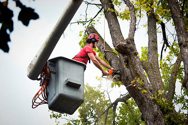 How Our Tree Care Process Works  in  Johnson City, TN